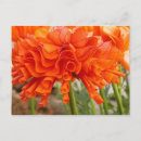 Search for ruffle postcards Flowers