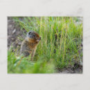 Recherche de ecureuils cartes postales Canada