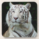 Recherche de tigre blanc dessous de verres Sauvage