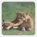 Search for kenya lion stickers Animal