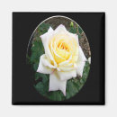 Search for yellow tips Rose