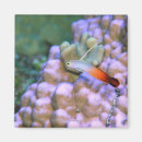 Search for up and fish magnets Sealife