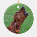 Search for coonhound ornaments Dog