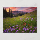 Search for crested horizontal postcards Wildflowers