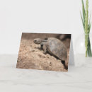 Recherche de la détermination vœux cartes Tortue