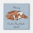 Search for cavies magnets Cavalier king charles spaniel