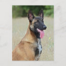 Search for malinois postcards Shepherd