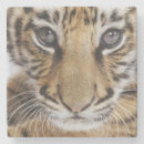 Search for cub coasters Animal