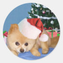 Recherche de pomeranian autocollants Animaux