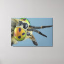 Recherche de mouche impressions sur toile Animaux