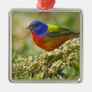 Search for adult ornaments Wild