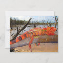 Search for exotic lizard postcards Animal