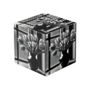 Recherche de photos de tulipe Noir