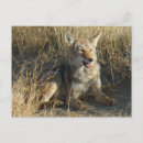 Search for predators postcards Nature photography