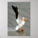 Recherche de allen art Oiseau
