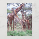 Search for herding postcards Animal