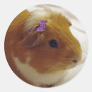 Recherche de cobayes autocollants Pour enfants