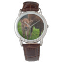 Search for dairy cow watches Cattle