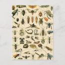 Search for entomology postcards Illustration