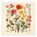 Recherche de herbier posters Floral