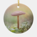 Search for toadstool photography Forest