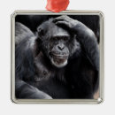 Search for chimpanzees ornaments Funny