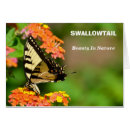 Search for swallowtail Beautiful