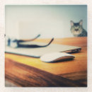 Search for inquisition Cat