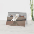 Search for owl cards Autumn