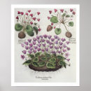 Recherche de cyclamen posters Botanique