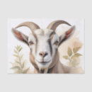 Search for goat tissue paper Nature