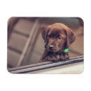 Search for dog car magnets Labrador retriever