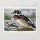 Search for wood ducks postcards Carolina duck