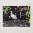Search for thula Egretta thula
