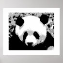 Search for black and white bear posters Nature