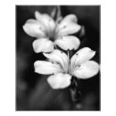 Recherche de copie de beaux arts posters Fleur