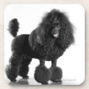 Recherche de le caniche standard photographie Animal