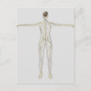 Search for nervous system postcards Femoral nerves