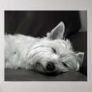 Search for west highland terrier posters Westies