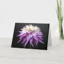 Recherche de dahlia pourpre Blanc