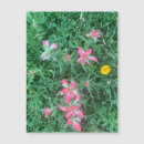 Search for mixed flower Pink