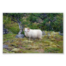 Search for ram posters Horns