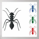 Recherche de fourmis noires posters Pour tous