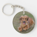 Search for dachshund pictures keychains Dachshund long haired miniature