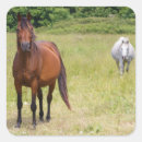 Search for bay horse stickers Mare