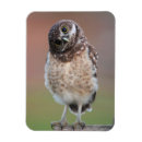 Search for burrowing magnets Bird