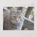 Recherche de oeil vert cartes postales Animal