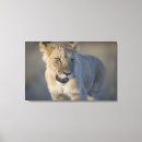 Recherche de regard de lion posters Nature