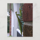 Search for praying mantis postcards Mantid