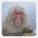 Search for snow monkey stickers Outdoors